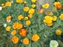 California Poppy Seed Mix. 3,600 Seeds in Each Packet with Free Shipping.