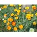 California Poppy Seed Mix. 3,600 Seeds in Each Packet with Free Shipping.