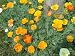 California Poppy Seed Mix. 3,600 Seeds in Each Packet with Free Shipping.