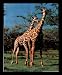 Animals Two Giraffes Kissing Safari Framed Art Poster Print - 16" X 20"