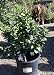 Dwarf Fukushu Kumquat Tree, Five Gallon Container