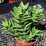 Voodoo Aloe Plant - Aloe zanzibarica - 3