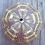 Rare Alphonso Green Sea Urchin- Real Seashell