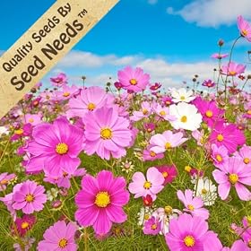 Wild Cosmos Mix - 100 Seeds