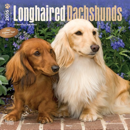 Dachshunds, Longhaired 2016 Square 12x12