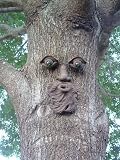 Whistlin' Pete Forest Face Tree Face by Genuine Tree Peeple