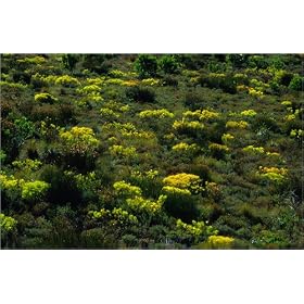 photographie Mountain fynbos on Franschhoek Pass, the Western Cape boasts one of the six accepted...