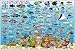 Isla Mujeres Map & Reef Creatures Guide Franko Maps Laminated Fish Card