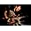 Vignette de All Shall Perish