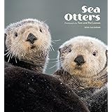 sea otters 2016 calendar