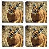 Caracal Animal Cat Persian Lynx Serval Square Coaster (4 Piece) Set Fabric Rubber 5 Inch Size Luxlady Coaster Cup Mug Can Water Bottle Drink Coasters Stain Resistance Collector Kit Kitchen Table Top Desk