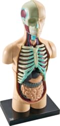 Human Body Anatomy Model