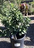 Dwarf Fukushu Kumquat Tree, Five Gallon Container