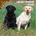 Labrador Retiever (Mixed) 2008 Wall Calendar