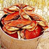 Whole Dungeness Crab