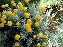 Cotton Lavender Perennial - Santolina - 4 Plants