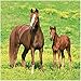 Creative Converting Wild Horses 16 Count 2-Ply Paper Lunch Napkins