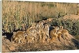 Box Canvas Print of CH-4039 Suricate / Meerkat - troop sunbathing on a winter sunrise from Ardea
