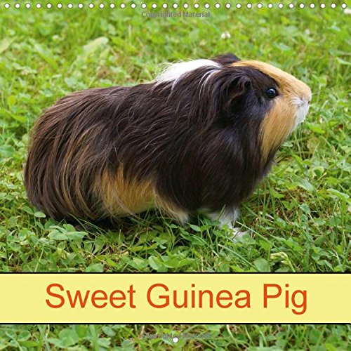 Sweet Guinea Pig 2016: Rodents and Pets (Calvendo Animals)