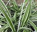 Reverse Variegated Spider Plant - Easy to Grow - Cleans the Air - 4" Pot