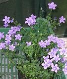 Eigenschaften Dachstauden  / Campanula portenschlagiana Birch - Garten-Polster-Glockenblume