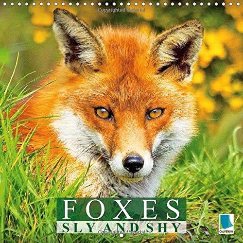 Foxes Sly and Shy 2017: A Year in the Life of a Shy Predator (Calvendo Animals)