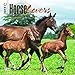 Horse Lovers 2017 Calendar
