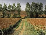 Millet field near Condom - Jigsaw 16x12 (40x30cm) by Robert Harding