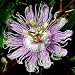 MAYPOP Passiflora incarnata 10 seeds