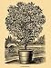 1893 Print Nerium Oleander Flowers Small Tree Art - Original Halftone Print