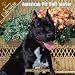   - 2008 American Pit Bull Terrier 2008 16 Month Wall Calendar **IN STOCK NOW**
