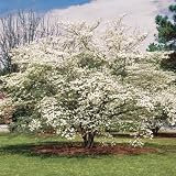 Trees - Kousa Flowering Dogwood