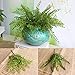 DKX-SH Hot Home Decor Simulation Plants Silk Flower Loose Fishtail Fern Leaf Plant 54 Small Fresh Artificial Flowers European-Style Plants Grass