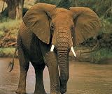 African Elephant Mouse Pad