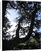 Canvas Prints of SG-20056 Cedar Tree from Ardea Wildlife Pets