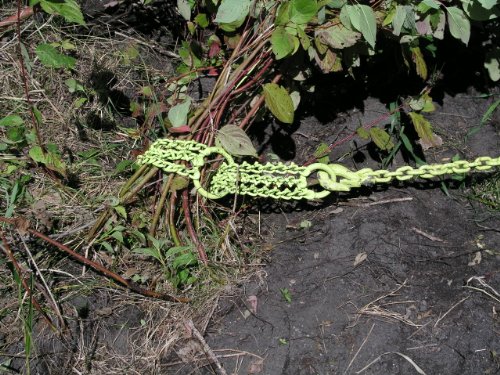 Amazon Image