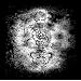 Rodentia : The Best of Dark Roots Music
