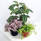 Terrarium & Fairy Garden Plants - Assortment of 3 Different Plants in 2" Pots