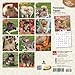 Pomeranian Puppies - 2016 Mini Wall Calendar 7 x 7in