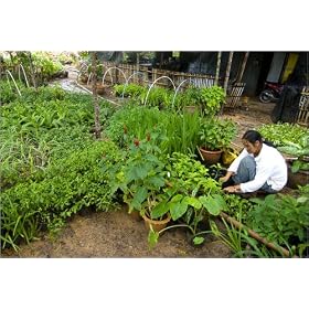 photographie Herb and flower garden est disperible en (L x H): 30 x 20 cm de A. Bush
