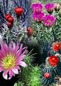 Mixed Hedgehog Cactus 20 Seeds