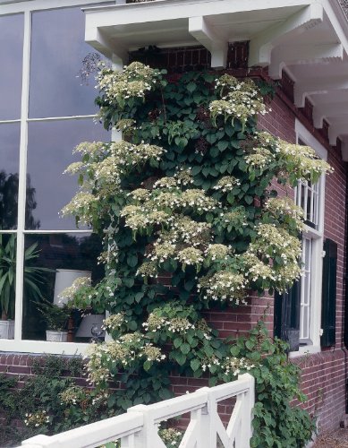 Kletterhortensie, 1 Pflanze Preisvergleich