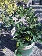 Bearss Lime Tree Premium Dwarf Five Gallon