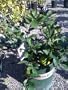 Bearss Lime Tree Premium Dwarf Five Gallon