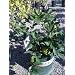 Bearss Lime Tree Premium Dwarf Five Gallon