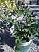 Bearss Lime Tree Premium Dwarf Five Gallon
