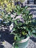Bearss Lime Tree Premium Dwarf -- 12 by 12 Inch Container