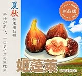 いちじく 苗 姫蓬莱 (ヒメホウライ)2年生　ロングスリット鉢苗 果樹苗木 イチジク 果樹苗 ひめほうらい 夏秋兼用