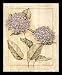Purple Hydrangeas Flowers Floral Black Wood-Mounted Art Poster Print - 16