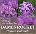 1 oz (16,000+) DAMES ROCKET Flower Seeds SWEET ROCKET Attracts BEES BUTTERFLY BIRDS ~BULK